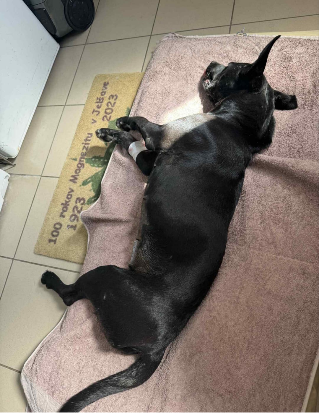Wuscheliger golden-brauner Hund liegend auf beigen Fliesen - Datei: Locky Bild.jpg